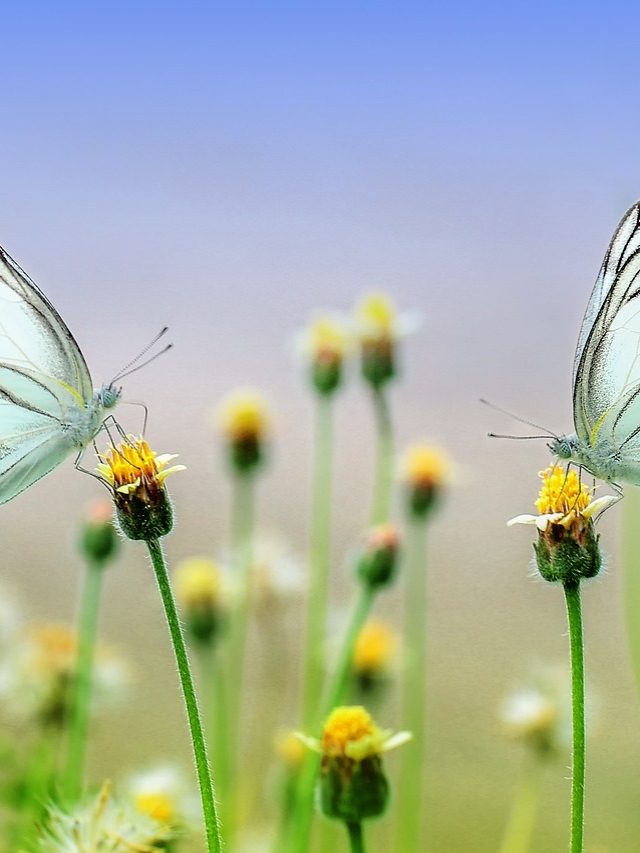 Some Dangerous flowers in the world